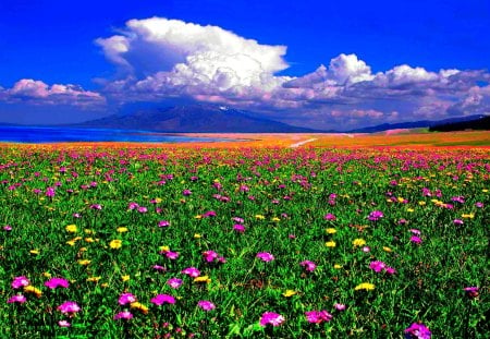 REFRESHING SPRING - clouds, blossoms, nature, spring, field