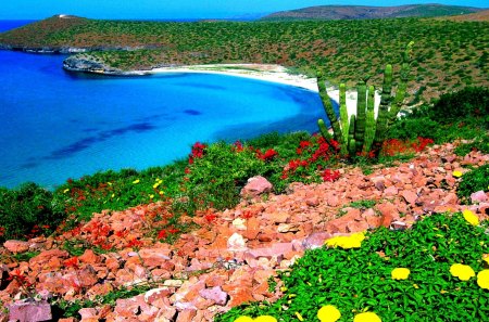 COASTAL BLOSSOMS - beach, blossoms, hills, spring, coast