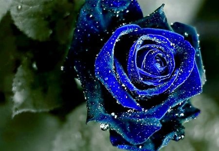 BLUE ROSE - water, rose, blue, drops