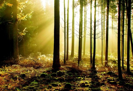 FOREST SUNBEAMS - sunlight, forest, beams, nature