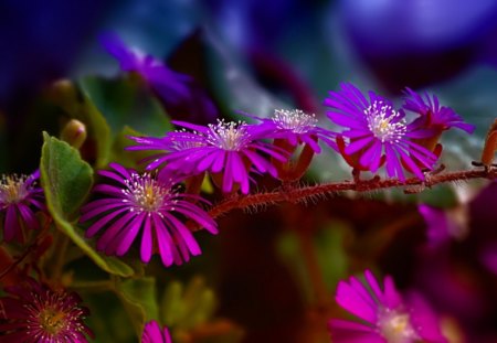 Purple nature - delicate, blue, beauty, petals, blooming, flowers, nature, purple, plants, floral