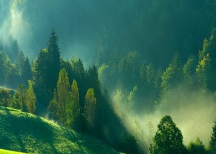 Valley mists - beauty, valley, trees, mists