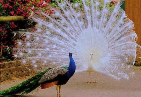 Fanned - white, tail, fan, color, birds