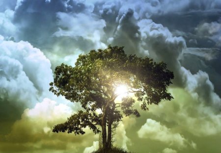 Against the cloudy sky - clouds, sunlight, blue, tree, sky