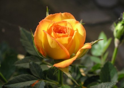 A single yellow rose - nature, single, yellow, garden, rose, beauty, flower, freshness