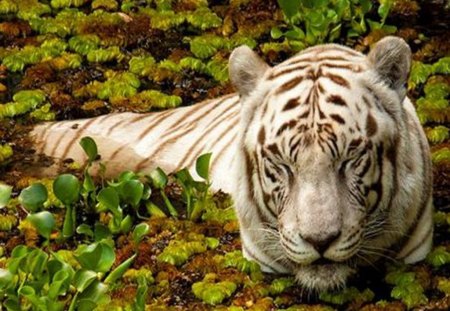 Rare beauty - hunter, white, resting, tiger, cat, leaves