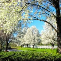 Spring in white