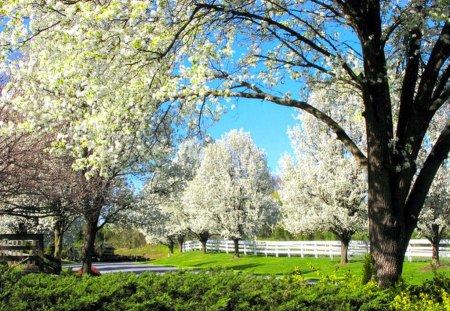 Spring in white - white, spring, blooms, trees, grass