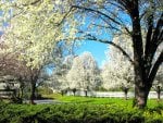 Spring in white