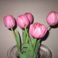 Pink Tulips