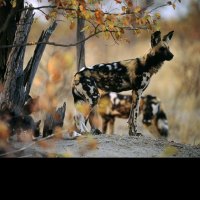 Curious Mother Dog and pups