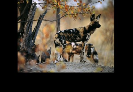 Curious Mother Dog and pups - canidae, carnivora, lycaon pictus, african wild dog