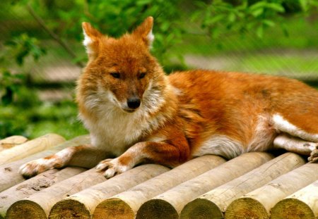 Cuon alpinus - canidae, carnivora, dhole, cuon alpinus