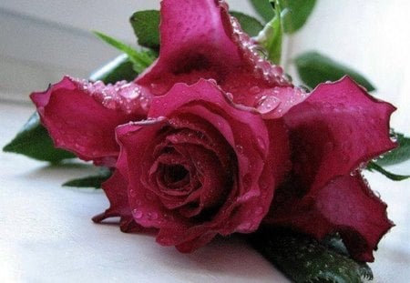 Rose - beauty, love, fresh, gift, for you, rose, dew, nature, feelings, red, color, flower, drops