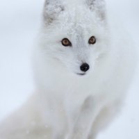 Snow White Arctic Fox