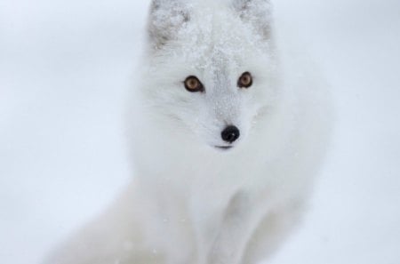 Snow White Arctic Fox - canidae, carnivora, vulpes lagopus, arctic fox