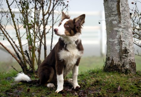 Dog - face, pretty, playful dog, cute, animals, beauty, beautiful, sweet, puppy, bubbles, playful, dogs, puppies, pay, lovely, dog face