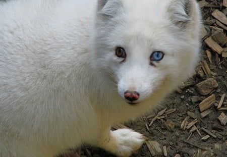 Snow white - canis vulpes, carnivore, canidae, Arctic fox