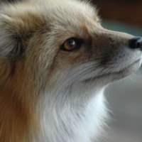 Fuzzy Fox