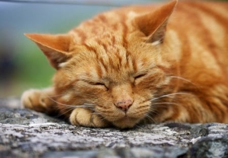 just sleeping - sleeping, cat, soundly, beautiful