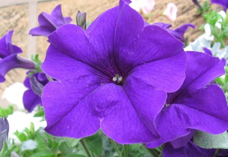 A petunia - flowers, pretty, petunia, purple, beautiful