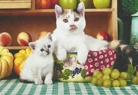 Two calico kitttens with fruit and vegatables