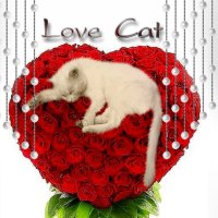 love cat