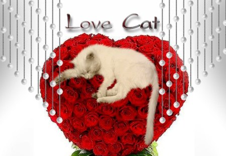 love cat