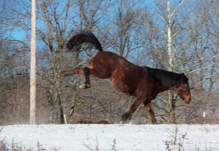 A Kick of Fun - horse, snow, kick up your heels, beautiful, funny