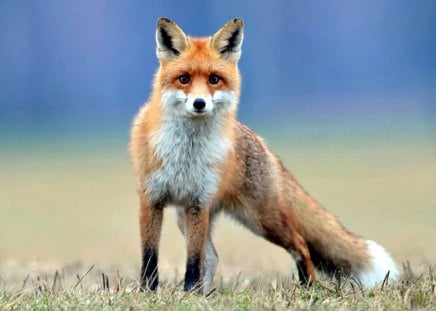 Fox - fox, mammal, grass, red