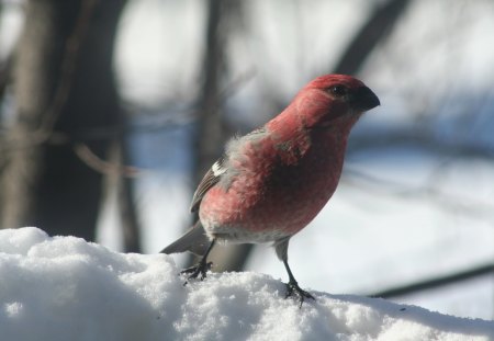 Pine Grosbeak - snow, bird, Pine Grosbeak, winter