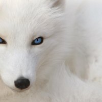 blue eyes fox