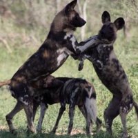 Greatest hunter African wild dogs