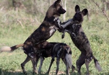 Greatest hunter African wild dogs - painted dog, carnivora, lycaon pictus, african wild dog