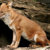 Indian Dhole