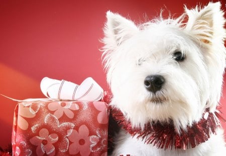 Special Present For You!! - present, dog, sweet, precious, pet, white, animal, cute, westie, adorable, west highland terrier