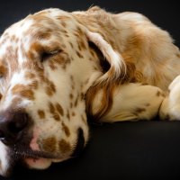 Sleeping Great Dane