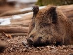 Wild boar