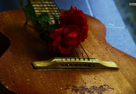 ~Love Music~ - guitar, instrument, red rose, rain drops, romance, love