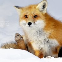 Red fox