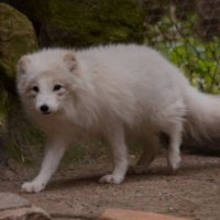 Cute Fox