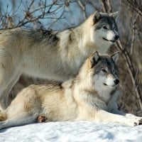 Beautiful wolves chilling