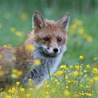 Pretty fox
