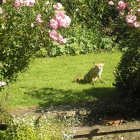 fox in garden