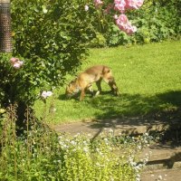 fox in the garden2