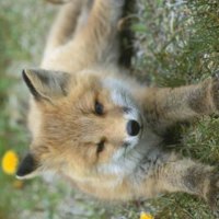 Fox stretching