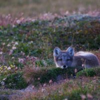 Hiding fox