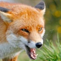 Angry Fox