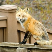 Red fox staring