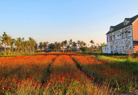 Rural scenery - flowers, house, scenery, Rural, lovely, tree